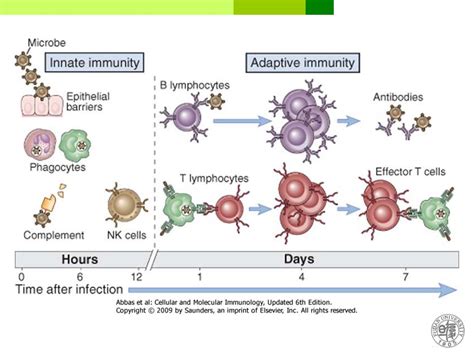 cell  cell mediated immunity types  adaptive immune responses