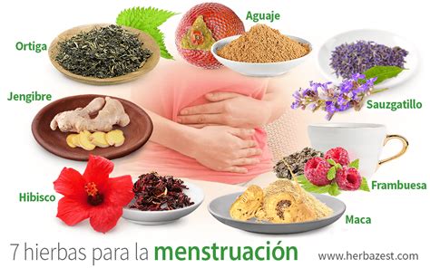 7 hierbas para la menstruación HerbaZest