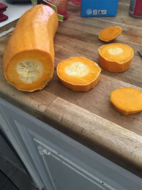 Summer Pumpkin Cross Pollinated With Yellow Zuccinu