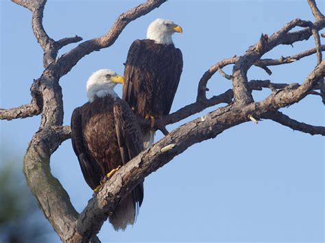 Bald Eagles, Male and Female | BirdForum