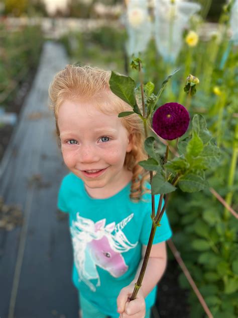 Rocco Dahlia Tuber | Rocco Flower Photo & Information – Idlewild Blooms