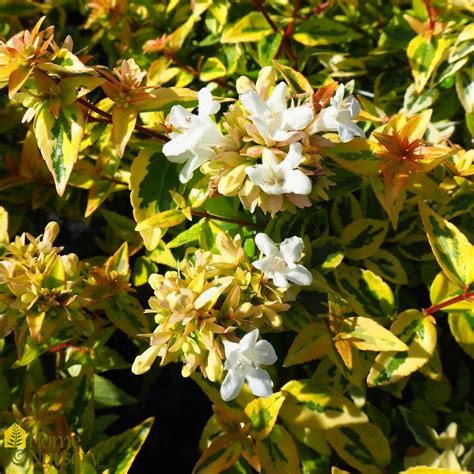 Abelia X Grandiflora Kaleidoscope Glossy Abelia From Home Nursery