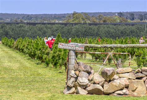 How To Experience Christmas On The Granite Belt Granite Belt Wine Country