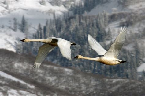 Where to see wild swans migrating through Utah in March