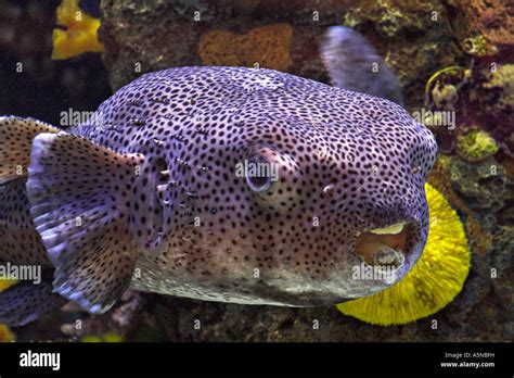 Puffer Bloat A large inflated and bloated purple pufferfish ...