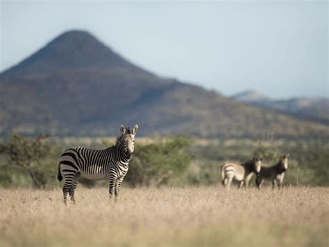 Etosha National Park, Namibia: Ultimate Visitor's Guide