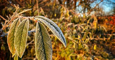 Northumberland360.com: sweet frostings