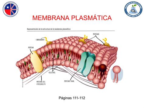 Pdf Membrana Plasm Tica Ideas Principales De La Estructura De La