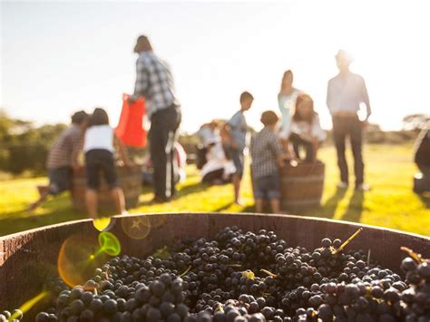 Pisa Uvas En Las Fiestas De La Vendimia En Estos Vi Edos D Nde Ir