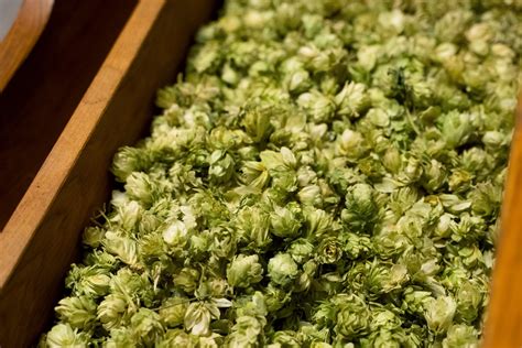 Brauereibesichtigung - Hinter den Kulissen der Berg Brauerei | Berg ...