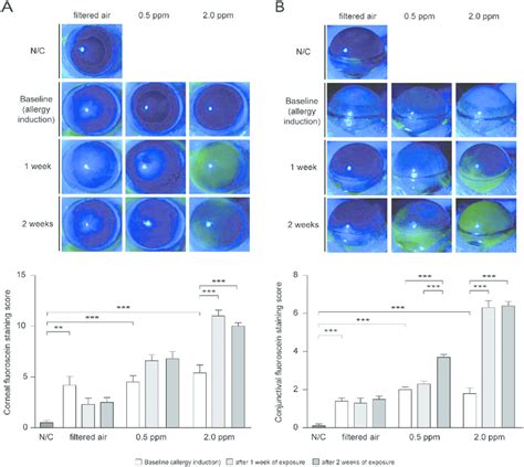 Changes In Corneal And Conjunctival Fluorescein Staining Scores After