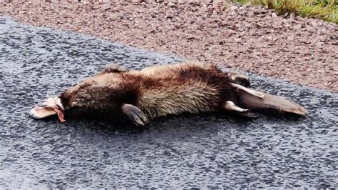 Road Kill Risk Breeding Season Sees Platypuses Leaving Waterways The