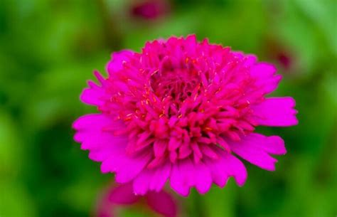 43 Popular Types of Zinnia Flowers - Petal Republic