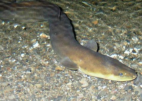 New Zealand Longfin Eel Facts! | Always Learning!