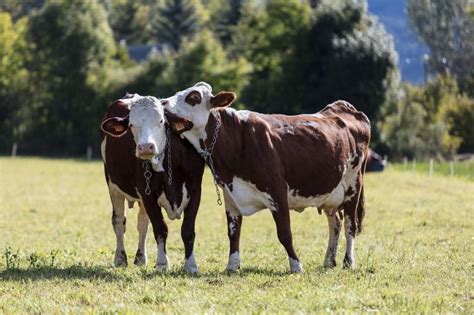 Faisselle au lait cru Ferme du Pré la Combe GAEC du Gâ Destination