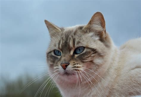 no people, pussy nala, pets, mammal, cute, pet, looking, domestic cat