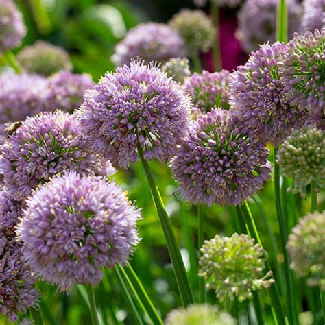 Allium Bubble Bath 9cm X3 Yougarden