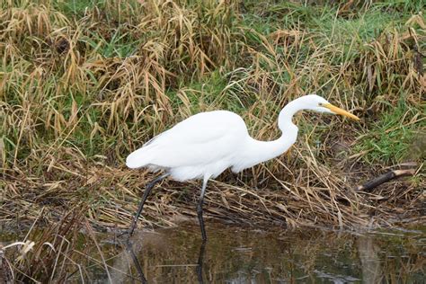 Great White Egret Facts, Habitat, Diet, Pictures