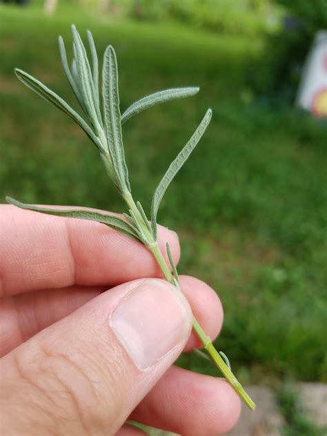 How To Propagate Lavender From Cuttings For The Home Garden Growing