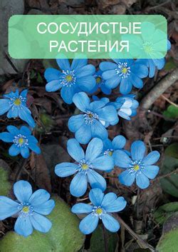 Красная Книга Московской Области