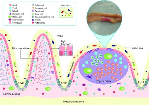 Schematic diagram of the architecture of intestinal immune cells ...