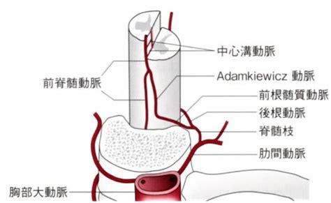Adamkiewicz動脈解剖 – アダムキュービッツ動脈 画像診断まとめ – ZPFQL