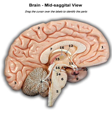 Anatomy Physiology I Lab Nervous System Brain Brain Models