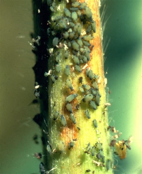 Vegetable: Aphid, Corn Leaf | UMass Center for Agriculture, Food and ...