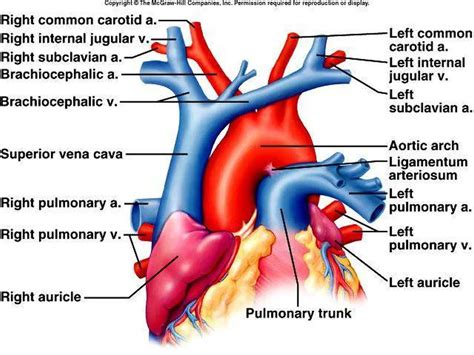 Pictures Of Brachiocephalic Vein