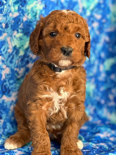 Rising Star Golden Doodles – Rising Star Goldendoodles