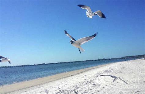 Seagulls Of Gulf To Bay Blvd Coastal Florida Photograph By Scott D