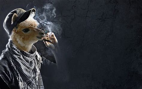 Hd Wallpaper Art Cigarettes Digital Funny Llama Smoking