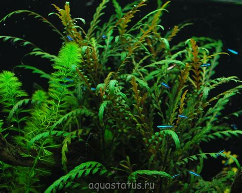 Гигрофила перистонадрезанная, Гигрофила пиннацифида (Hygrophila ...