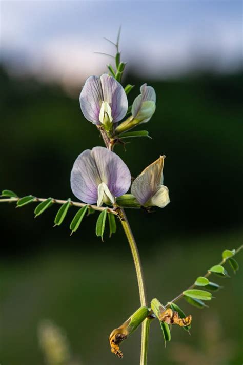 flower   vicia sativa  vetch flower  garden vetch red flower