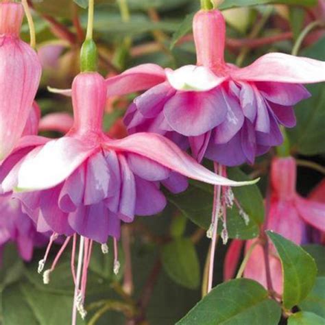 Hanging Basket Fuchsia Trailing Adrienne Knights Garden Centres