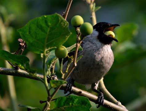 Sooty Head Bulbul Bird Animal Free Photo On Pixabay