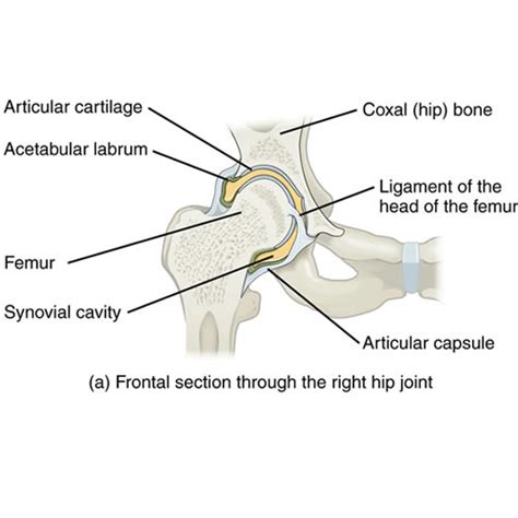 coxal labeled