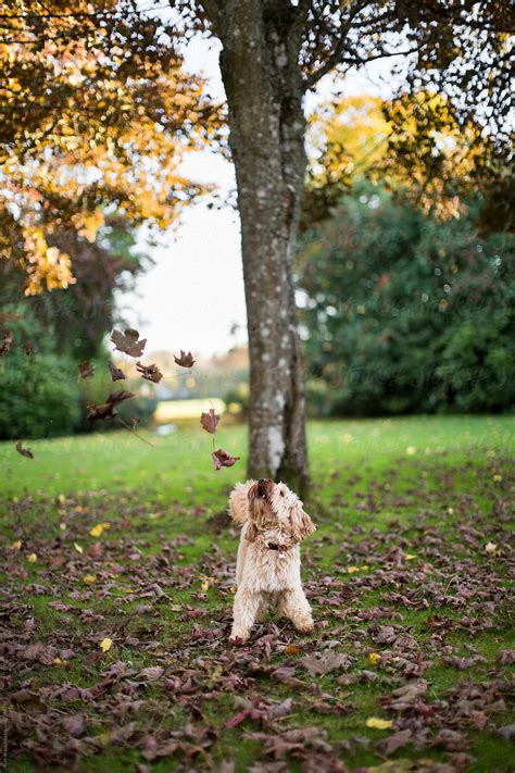 Cockapoo Playing In Fall Leaves By Stocksy Contributor Ruth Black