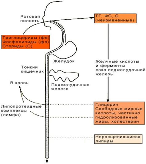 Презентация на тему: БИОЛОГИЧЕСКАЯ РОЛЬ ЛИПИДОВ.