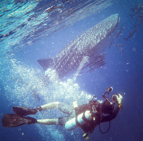 diving whale shark stock  pictures royalty  images istock
