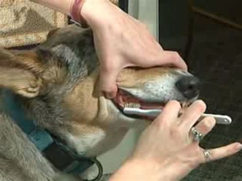 Brushing Your Dogs Teeth Seneca Falls Ny Veterinarian Animal Clinic