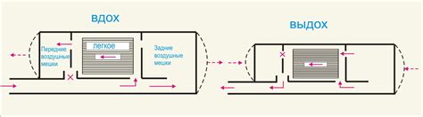 Рис. 51. Схема движения воздуха в дыхательной системе птиц