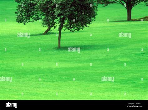 wide area  grass  trees stock photo alamy