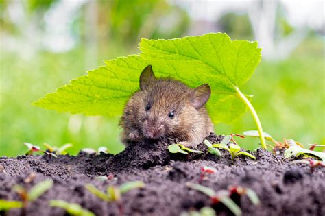 The Comprehensive Guide To Rodent Control In Your Garden Pest Control