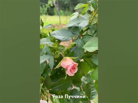 Роза Чекмейт/ rose Checkmate #розарий #садоводство #цветы #розы #roses ...