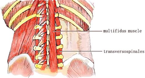 Lumbar Paraspinal Muscles