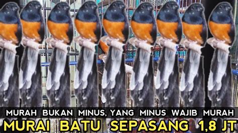 Berani Jual Paling Rugi Sampe Kios Sebelah Ketat Ketir Kios Burung