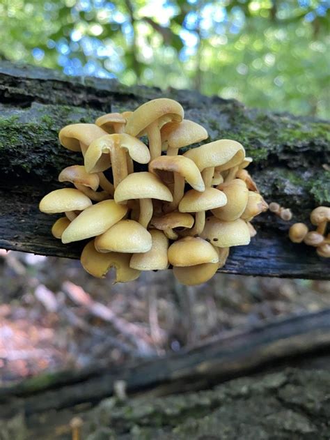 Sulphur Turf In 2024 Mushroom Fungi Stuffed Mushrooms Mushroom Hunting