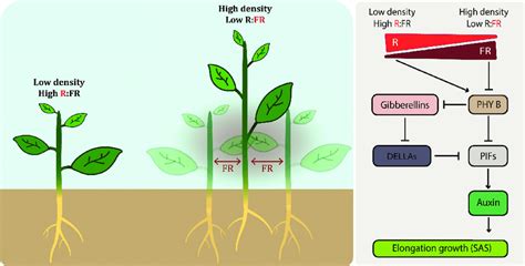 1 Simplifi Ed Overview Of The Shade Avoidance Syndrome High Planting