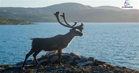 Viltnemnda : Backbone of Norway’s Wildlife Management System - 2A Magazine